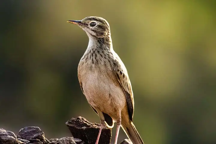 Flappet lark